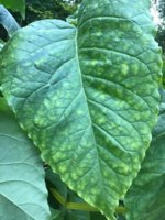 IMG_0923.jpeg