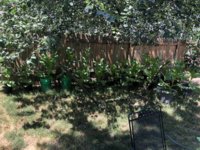 IMG_5687.jpeg