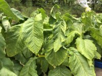 IMG_0949.jpeg