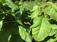 IMG_0960.jpeg