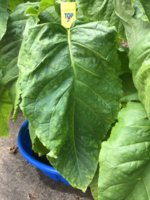 IMG_0961.jpeg