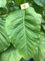 IMG_0963.jpeg