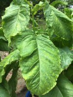 IMG_0964.jpeg