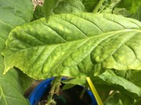 IMG_0965.jpeg