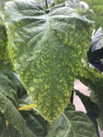 IMG_0968.jpeg