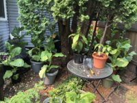 IMG_5720.jpeg