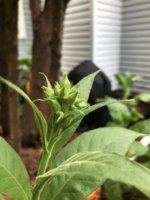 IMG_5722.jpeg