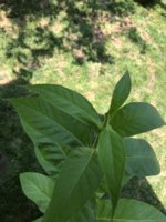 IMG_5731.jpeg