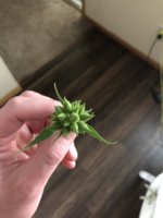 IMG_5729.jpeg