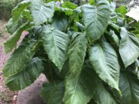 IMG_0992.jpeg