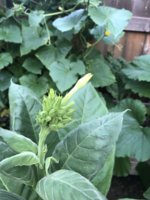 IMG_5749.jpeg
