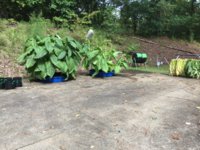 IMG_0997.jpeg