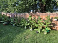 IMG_5762.jpeg