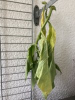 IMG_5884.jpeg IMG_5884.jpeg