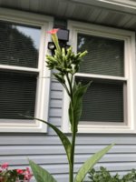 IMG_5775.jpeg
