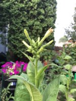IMG_5777.jpeg