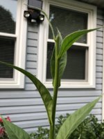 IMG_5781.jpeg