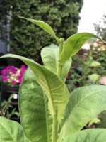 IMG_5782.jpeg