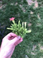 IMG_5784.jpeg