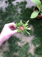IMG_5786.jpeg