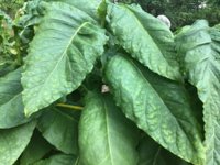 IMG_0998.jpeg