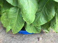 IMG_1001.jpeg