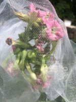 IMG_5796.jpeg