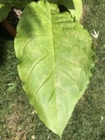 IMG_5799.jpeg