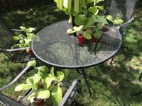 IMG_5798.jpeg