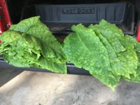 IMG_1010.jpeg