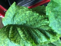 IMG_1011.jpeg