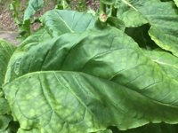 IMG_1014.jpeg