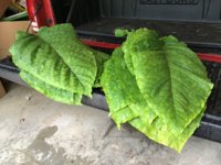 IMG_1024.jpeg