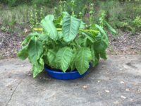 IMG_1026.jpeg
