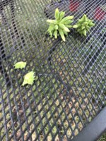 IMG_5809.jpeg