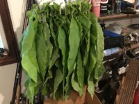 IMG_1031.jpeg