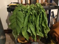 IMG_1032.jpeg