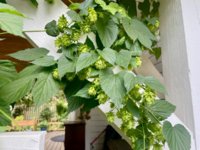 Hops1.jpg