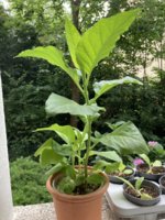 IMG_5961.jpeg IMG_5961.jpeg