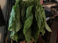 IMG_1033.jpeg