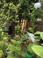 IMG_5881.jpeg IMG_5881.jpeg