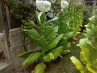 MS_20230804_123200.jpg MS_20230804_123200.jpg