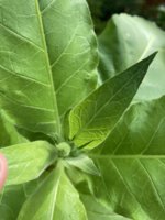 IMG_6031.jpeg IMG_6031.jpeg