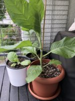 IMG_6066.jpeg