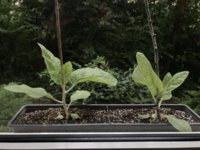 IMG_6068.jpeg