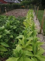 2nd grow burley.jpg