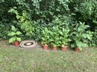 IMG_6136.jpeg
