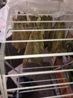 IMG_5957.jpeg IMG_5957.jpeg