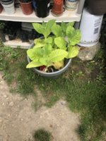 IMG_5959.jpeg IMG_5959.jpeg