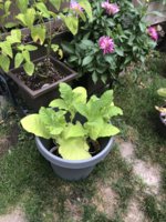 IMG_5960.jpeg IMG_5960.jpeg